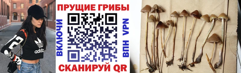Псилоцибиновые грибы мицелий кракен ТОР Вязники